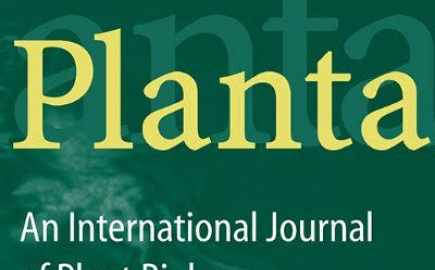 Planta